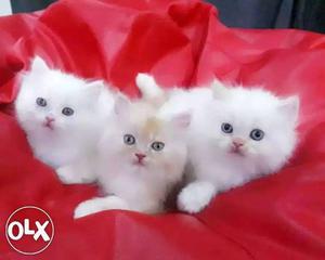 Snow White Pure Persian Kittens Male Female