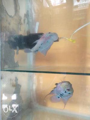 Srd meal and femel Flowerhorn Cichlids