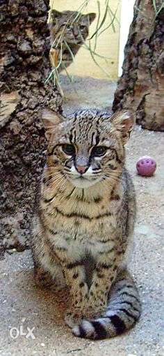 Superb fast breed Serval kitten available for sale