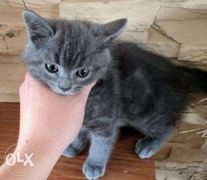 Superb quality heathy British Shorthair kitten available for