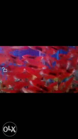 Sword tail fishes for sale per 15 rs only per