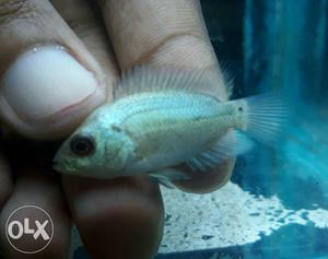 Thai Silk Flowerhorn Fish babies available