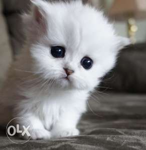 The loving and cute behaviour persan kitten available for