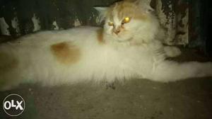 Thick-fur White And Orange Cat