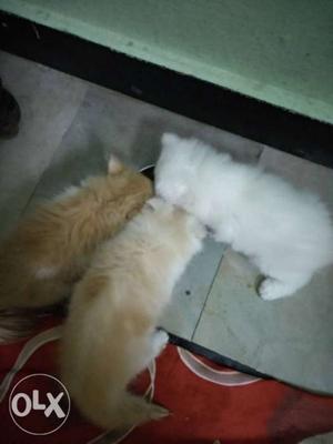 Three White And Brown Kittens