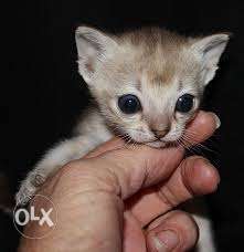 Top breed in india Singapura kitten availale for sale