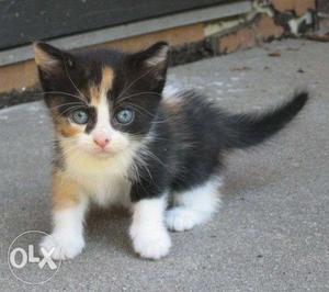 Top quality Sweet Calico in blue eyes kitten available for