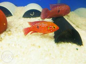 Total 10 pieces healthy & bright color red Jewel fish.