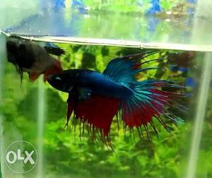 Two Blue-and-red Betta Fishes