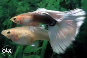 Two White-and-silver Guppy Fishes