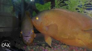 Two Yellow Pet Fish