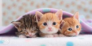 Two weeks old small kittens for Free at Vyttila,