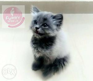 Unique Persian Kitten available at Furry World