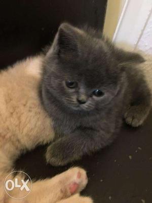 Very swee loving cat breed of Scottish Fold Cat available