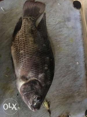 Very tasty Thilappia fish from my aquaponix pond