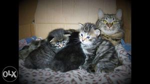 We have amezing looking American Bobtail kitten for sale