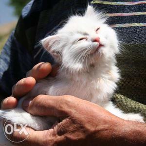 We have best quality of cat breed Turkish Van available for