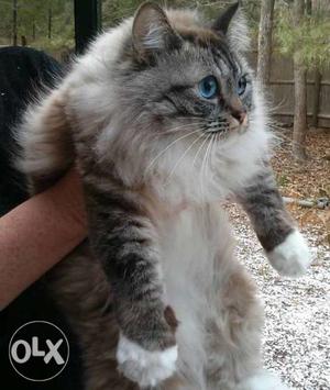 We hsve best domestic Ragdoll Cats breed kitten available