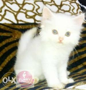 White Persian Kitten available at Furry World in Pune