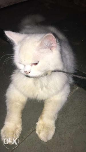 White male 6 months persain cat