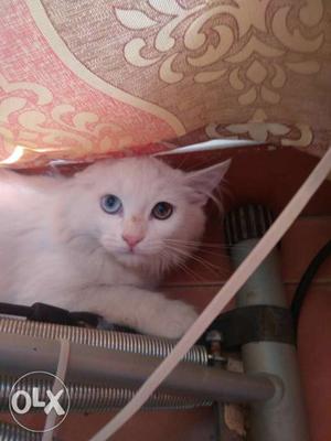 White pursion male cat with 2diffrent eye's fully