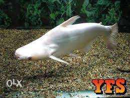 White shark for sale for rs and half feet)