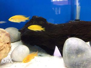 Yellow Lab cichlid freshwater aquarium fish