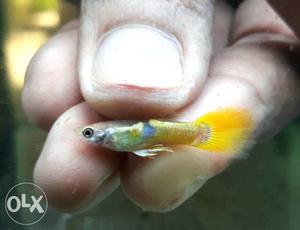 Yellow Tuxedo Guppy Fish Intrested person plz