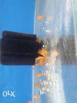 Yellow discus babies coin size