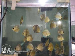 discus for sell. size 2