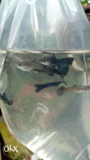 Moscow blue guppy Pairs