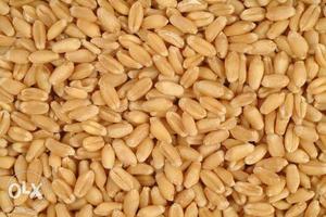 Wheat for sale Rskg nearby biharsharif,