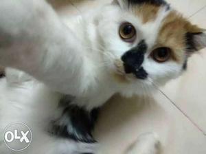 Black, White, And Brown Calico Cat
