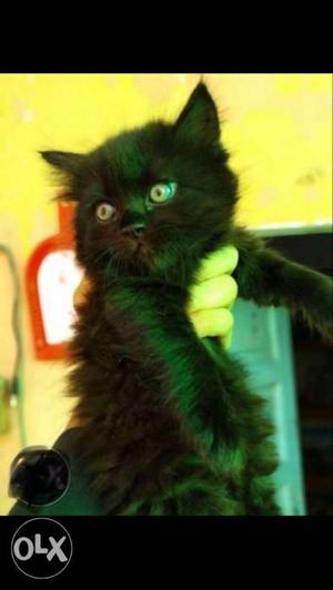 Black kitten female 3month