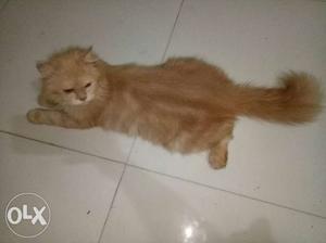 Double-coated Brown female 12 month old Cat