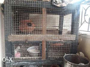 Double net and wooden frame birds cage available.