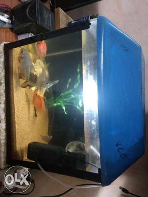 Fish aquarium with sand, filter and 7 fishes