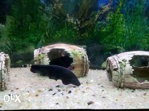 Fish pair for sale black ghost feather tail fish