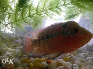 Flowerhorn fish with hump 3.5 inches for sale