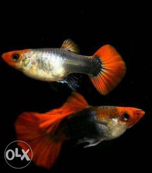 Guppy for sale mainly concerntrated on varieties