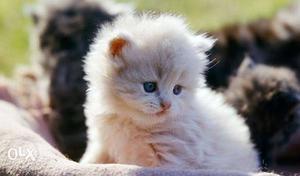 Import quality Short-coated White Kitten available pure