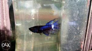 Imported purple+black male CROWN TAIL BETTA and female Cyan
