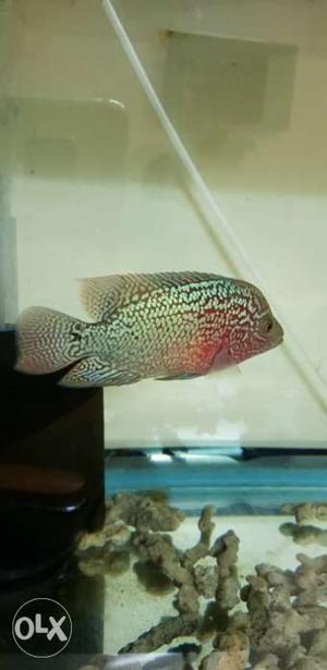Kamfa flowerhorn fish 3 inch