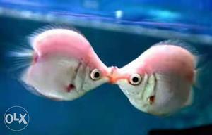 Kissing fish