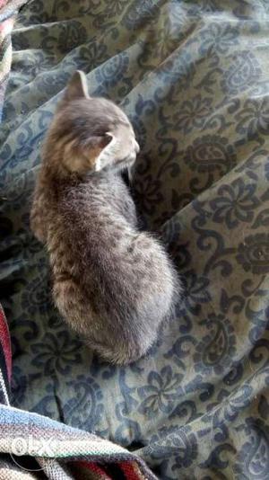 Kitten male & female