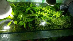 LIVE aquarium plants.carpet plants for sale
