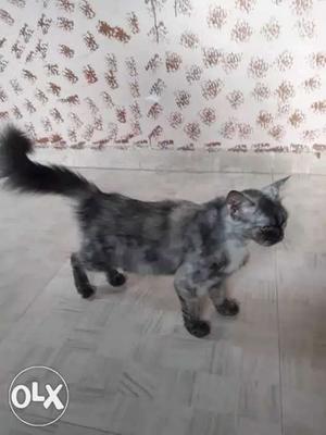 Long-haired Black And Gray Cat