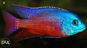 Mix african cichlids for sale.
