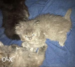 One month old persian grey kitten