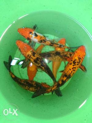 Orange-and-black Koi Fish